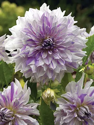 1 Dahlia 'MOM'S SPECIAL  Tuber - Large Decorative White And Lavender Flowering • £6.99