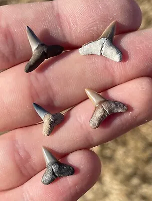 Florida Fossil Lemon Sharks Teeth Lot Megalodon Age Miocene Collection • $9.99