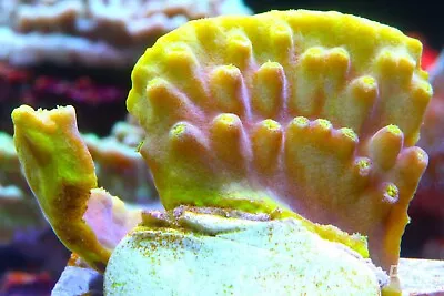 Marine CoralTurbinaria ReniformisGolden Scroll Coralsmall But Stunning Frag • £12.99