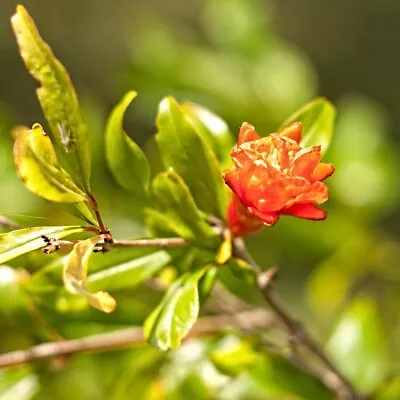 £11.49 • Buy Pomegranate Plant / Bush / Tree 1yr Old 'Punica Granatum' Hardy
