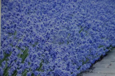 5 Seeds Lavender Hidcote Blue Lavandula Angustifolia #899 • £1.49