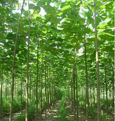 Paulownia Elongata ( Fast Growing Tree) - 3000 Seeds + Gift • $14