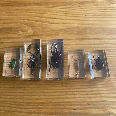 Small Real Bugs / Insects  In Clear Acrylic Block Resin Paperweight Taxidermy • £17.99