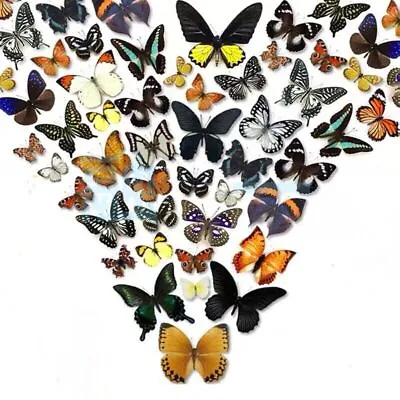 Real Butterfly Specimen Natural Colorful Education Teaching Home Decor Artwork • $46.99