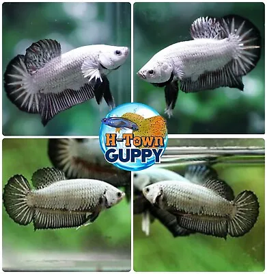 1 PAIR  -  Live Betta Fish High QualitY HMPK Black Dragon - USA Seller • $29.95