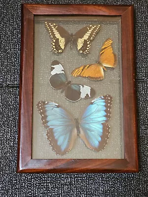 4 Real Butteflies Framed Special Collection Mounted Framed Glass Display 9.5  • $50
