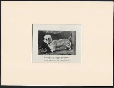 £4.99 • Buy Dandie Dinmont Terrier  Old Antique 1904 Dog Print Ready Mounted