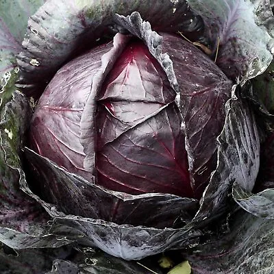 Red Acre Cabbage Seeds 500+ SEEDS   NON-GMO --BUY 4 ITEMS FREE SHIPPING • $0.99