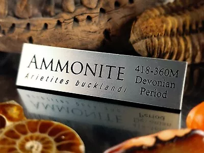 Ammonite Fossil Display Name Plate - Exhibit Artifact Label-museum Quality • $9.99