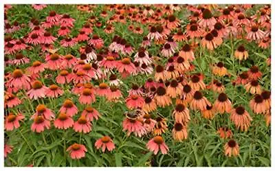Flower - ECHINACEA CONEFLOWER RED In Shades - 15 Premium Quality Seeds - First • £3.49