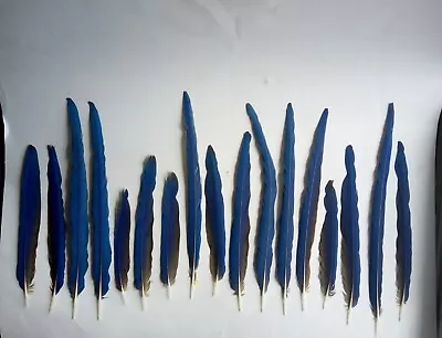 17 SEVENTEEN BLUE & GOLD B&G MACAW PARROT BIRD TAIL FEATHERS   10 3/4  To 22  • $175