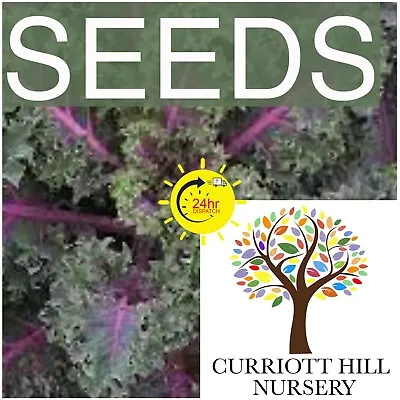 🇬🇧 Kale  Midnight Sun  20 Vegetable Seeds. • £2.49