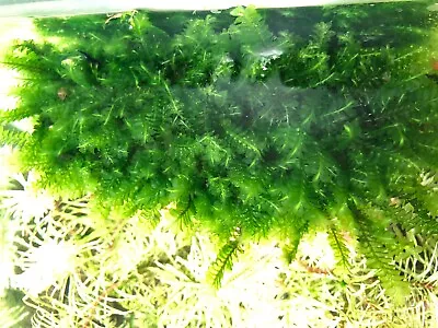 Cameroon Moss Rare Live Aquatic Plant • $12.99