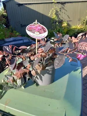 £21.99 • Buy Loropetalum FIRE DANCE Chinese Witch Hazel Pinky-Red Flowering Shrub 17cm Pot