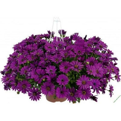 £5.95 • Buy Osteospermum Trailing Erato® 'Basket Purple' Summer Bedding Plug Plants Pack X6 