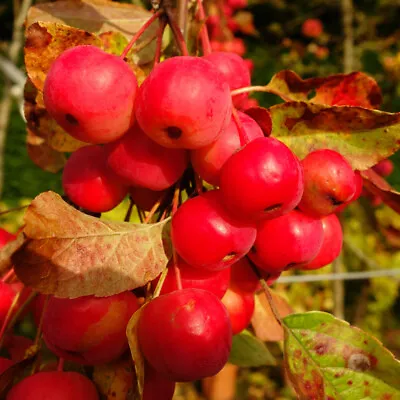 Crab Apple 'Red Sentinel' Standard Patio Fruit Tree In A 3L Pot 90cm Tall • £24.99