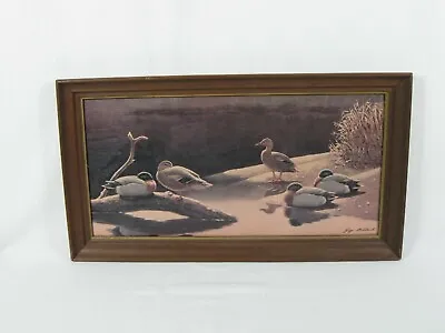 Vintage Guy Coheleach-Wild Ducks-Lithograph-Large&Framed-Signed 27 X15   • $109.16