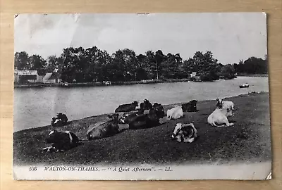 Postcard 1908 Walton On Thames A Quiet Afternoon LL. Cows Resting By River. • £3.99