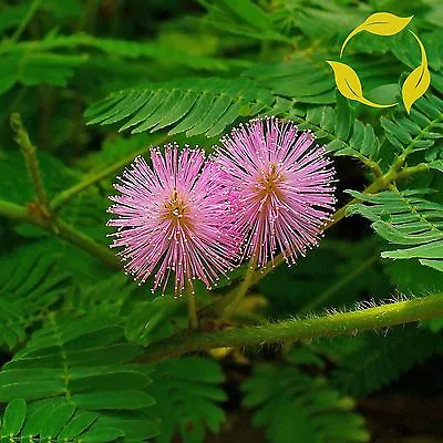 SENSITIVE PLANT Mimosa Pudica - 30+ SEEDS • $1.69