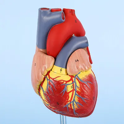 1:1 Life Size Heart Anatomy Model Separated Into 2-PartsMedical Science • $43.20