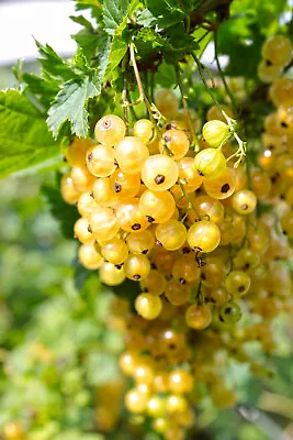 20 Golden Currant Berry Seeds (Ribes Aureum) Edible Fruit Bush Vine FREE SHIPPI • $3