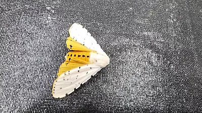 Ex-PUPAE Salt Marsh Moth Acrea Moth Tiger Moth K#9 • $3.99