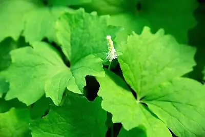 10 VANILLA LEAF Achlys Triphylla Fragrant Shade Groundcover White Flower Seeds • $3