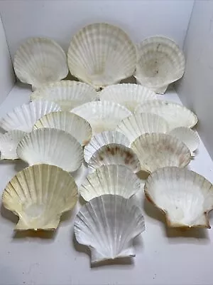 $24 • Buy Lot 16 Large Scallop Seashell Beach Nautical Cooking Craft Aquarium Decoration