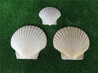 Large Sea Shells Clam Mould For Plaster Or Cement - Garden Ornaments • $36.99