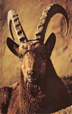 Long Horn Siberian Ibex - Goat Sheep - Brookfield Zoo - Illinois IL - Postcard • $1.99