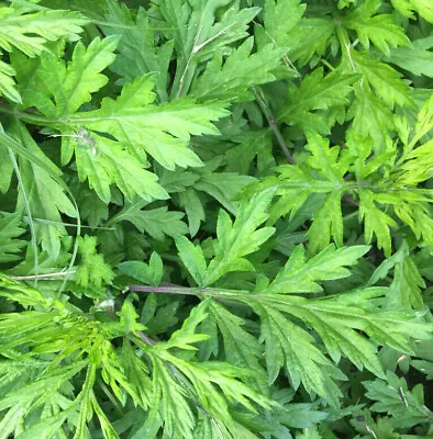 Yomogi Mugwort Seeds (Ssuk Suuk) | Artemisia Princeps Korean Japanese Wormwood • $3.95