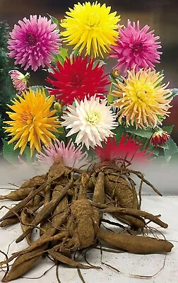 Mixed Cactus Dahlia Tubers/bulbs Mixed Varieties Summer Flower X 1-15 Tubers • £7.90