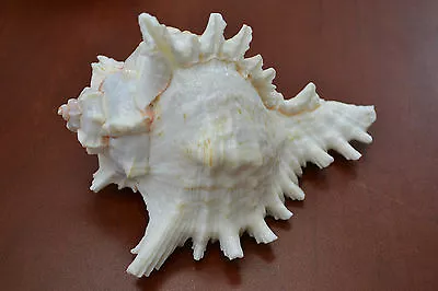 White Murex Ramosus Sea Shell Beach Craft Decor 6  - 6 1/2  #7635 • $14