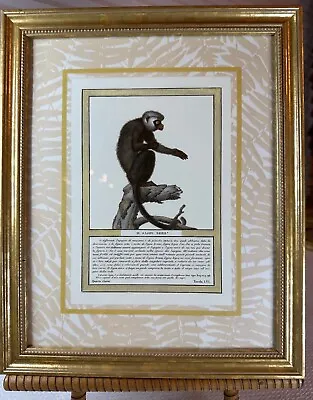 Art Print Monkey In A Gold Frame 9” X 11” ‘BLACK SAJOU MONKEY’ • $7.99