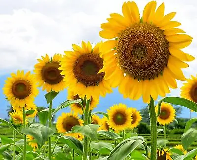 Mammoth Sunflower Seeds For Planting | 100+ Seeds | Grow Amazing Giant Sunflower • $6.96