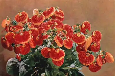 Picture Postcard::Flowers Slipper Flower [J Arthur Dixon] 54 • £3.49