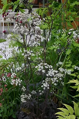 Anthriscus Sylvestris 'Ravenswing' - 1 X 1.5 Litre Pot - Hardy Biennial • £14.50