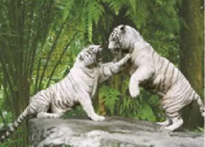 TIGER PAIRS - 3D LENTICULAR FLIP TIGER PICTURE 400mm X 300mm (NEW) • £7.95