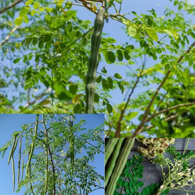 Moringa Oleifera Drumstick Horseradish Tree 5 Cutting Sprouting Food Planting • $5.99