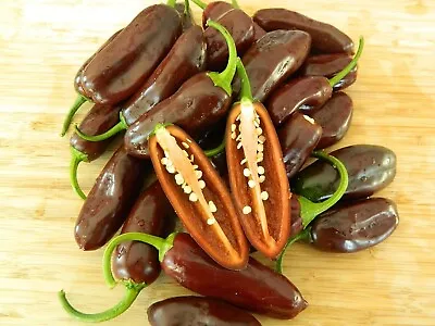 Brown Jalapeno Chilli Seeds - 10 Fresh Chocolate Jalapeno Pepper Seeds • £3.99