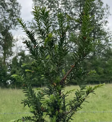 Taxus Baccata (English Yew / Common Yew) BARE ROOTED • £11.97