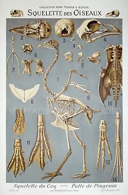 Skeleton Of Birds 1905 Vintage Educational Chart Giclee Canvas Print 12x18 • $32.95