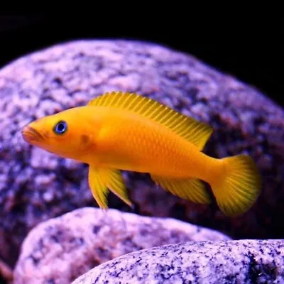 Lemon Cichlid | Leleupi Orange | Neolamprologus Leleupi | Tanganyika Lake • £8.10