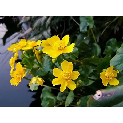 1 X Marsh Marigold Caltha Palustris Yellow Flower Marginal Plant Pond Plant Bog • £6.50