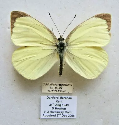 VERY RARE WILD-CAUGHT AB. FLAVA LARGE WHITE P. Brassicae. Dartford Kent 1949 • £49.99