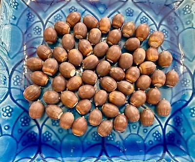 50 Natural Live White Oak Tree Acorns Seeds Crafts Projects • $7.95