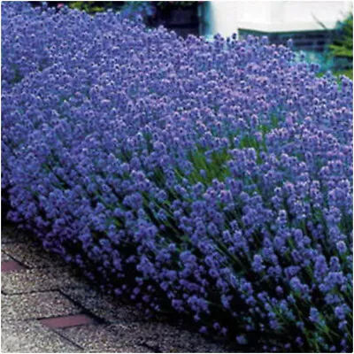 Lavender 'Hidcote'' X 5 Cutting Raised Plug Plants See Photos • £14.99