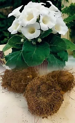 3 Gloxinia (sinningia) Mont Blanc White Tuberous Bulbs/corms Indoor Plant • £99.90