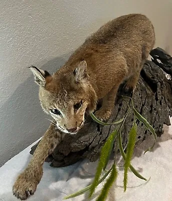 Texas Bobcat On Driftwood Taxidermy • $500