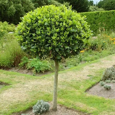 Tree Lollipop 70-80cm Sweet Bay • £46.99